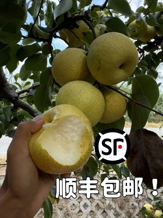 小刘精选（预售）顺丰包邮！砀山酥梨现摘现发酥脆甘甜多汁14--15个