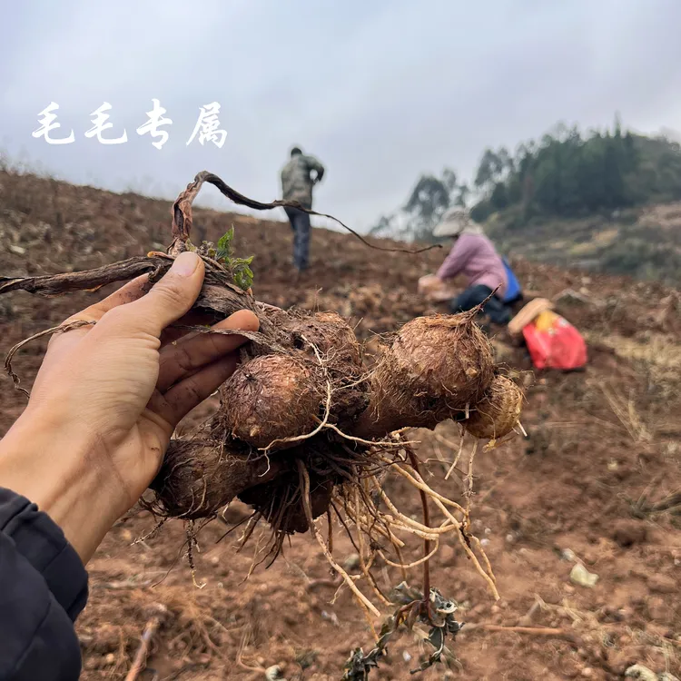 【毛芋头】云南高山新鲜小芋头牛奶芋头水果芋头毛芋头现挖现发