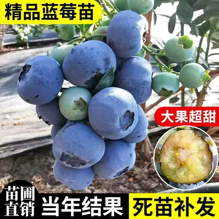 蓝莓树果苗盆栽南北方种植地栽果苗大果绿宝石蓝莓苗果树当年结果
