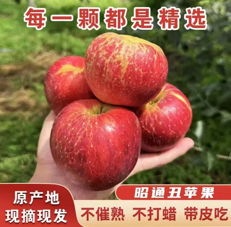正宗当季云南昭通糖心丑苹果新鲜脆甜多汁精选原产地现摘现发包邮
