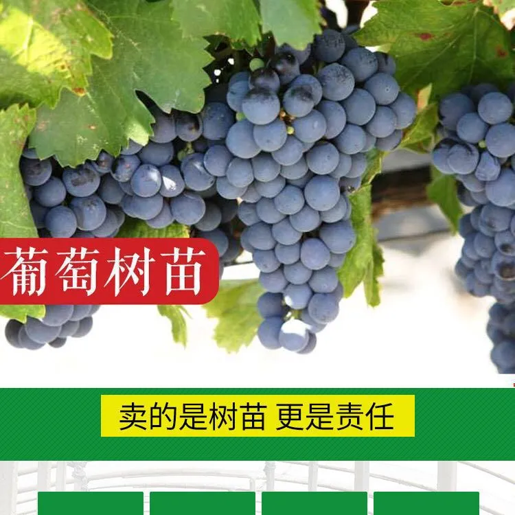 巨峰葡萄树苗耐寒明年结果盆栽矮化无架阳台地栽爬藤南北方种植