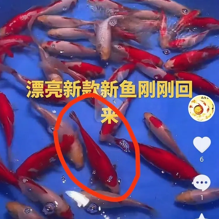 草金，红白，三色，七彩花，七彩虹，玉面，路子，鱼的尺寸锦鲤观赏鱼