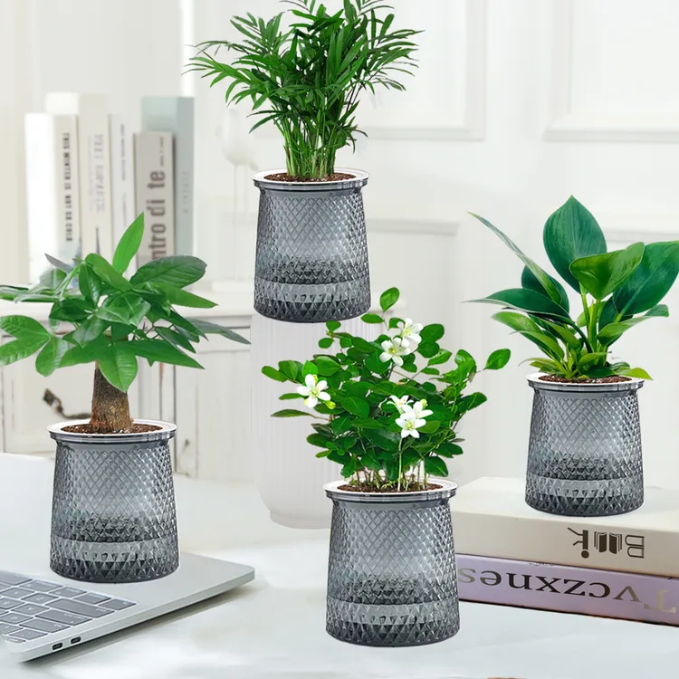 【买三送一】发财树九里香小叶赤楠桌面植物小盆栽办公桌绿植