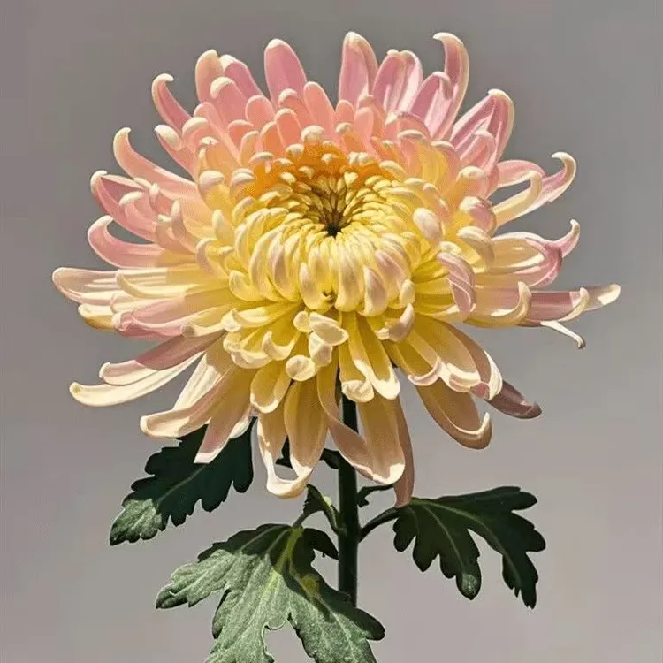 【 L 】【重瓣大菊花种子】四季种植盆栽地栽阳台小院种植商品图