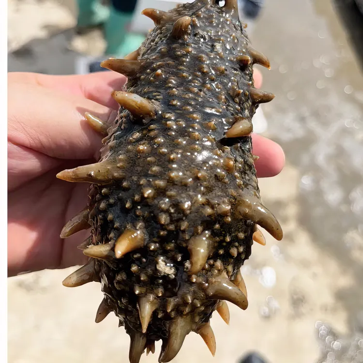 山东荣成   即食海参(未调味冷冻型）
