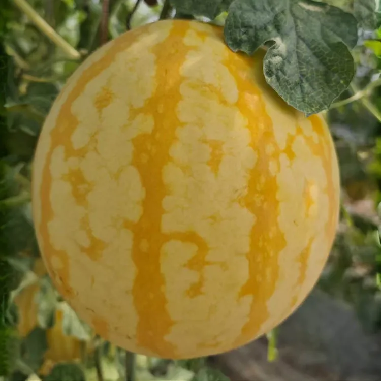 黄皮西瓜 菱角湖小黄人西瓜 现摘现发 顺丰包邮