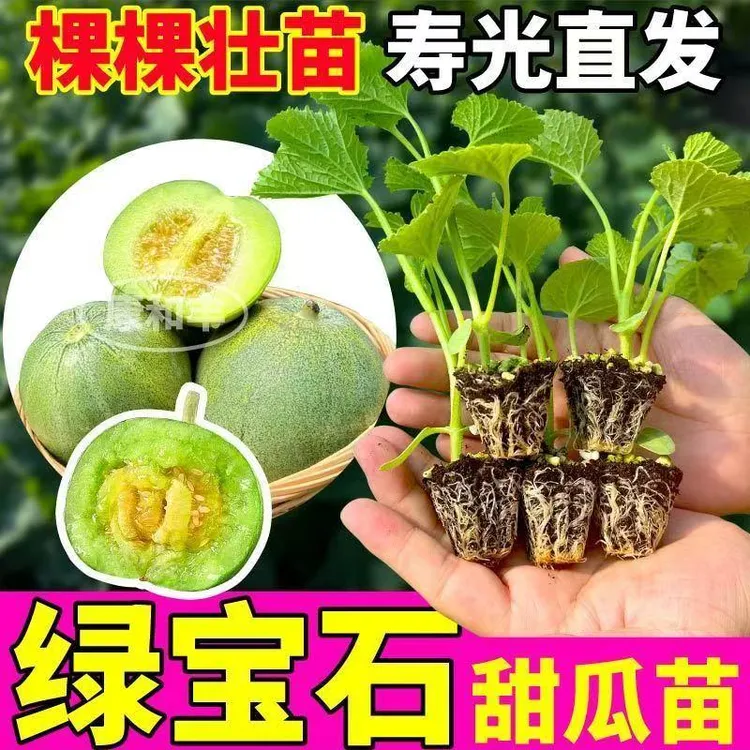 绿宝石甜瓜 苗薄皮脆甜香瓜 苗懒人盆栽阳台庭院带土发货易成活商品图