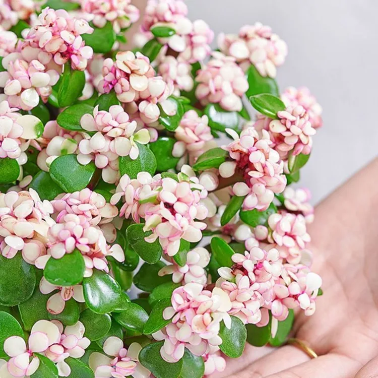 棒棒糖小圆头款金枝玉叶绿植兰花森林盆栽钱串子金枝玉叶盆栽造型