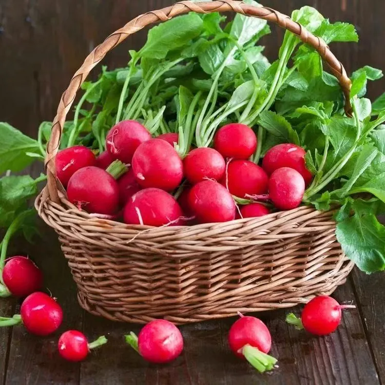现挖带叶红缨水萝卜头樱桃萝卜新鲜东北蘸酱菜小红萝卜顺丰包邮