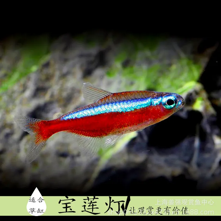 宝莲灯灯笼鱼红绿灯小型灯缸水草缸群游淡水鱼热带周转箱猫砂盆