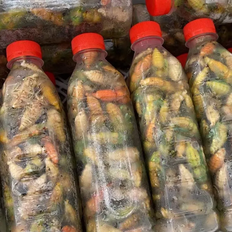 聚划算 今年新鲜杜仲白蝉 脱壳知了 2瓶120只顺丰包邮