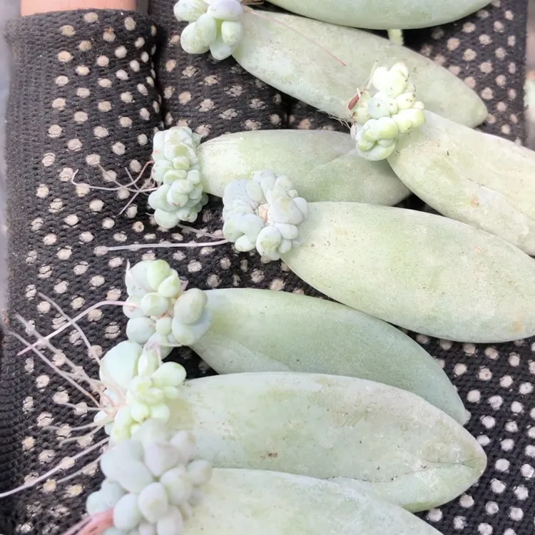 三日月美人，泡泡糖，丽莎花园，红茶。叶片。五个品种混搭50片