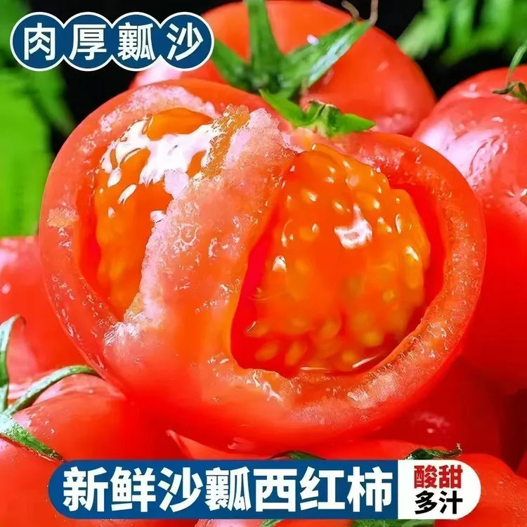 当季沙瓤自然熟西红柿甘肃沙漠露天西红柿新鲜现摘酸甜可口