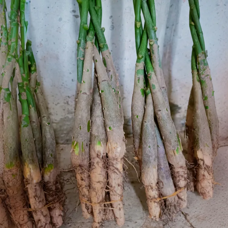 发财树去叶辫子发财树盆栽室内四季常青室内植物养活南天竹文昌竹