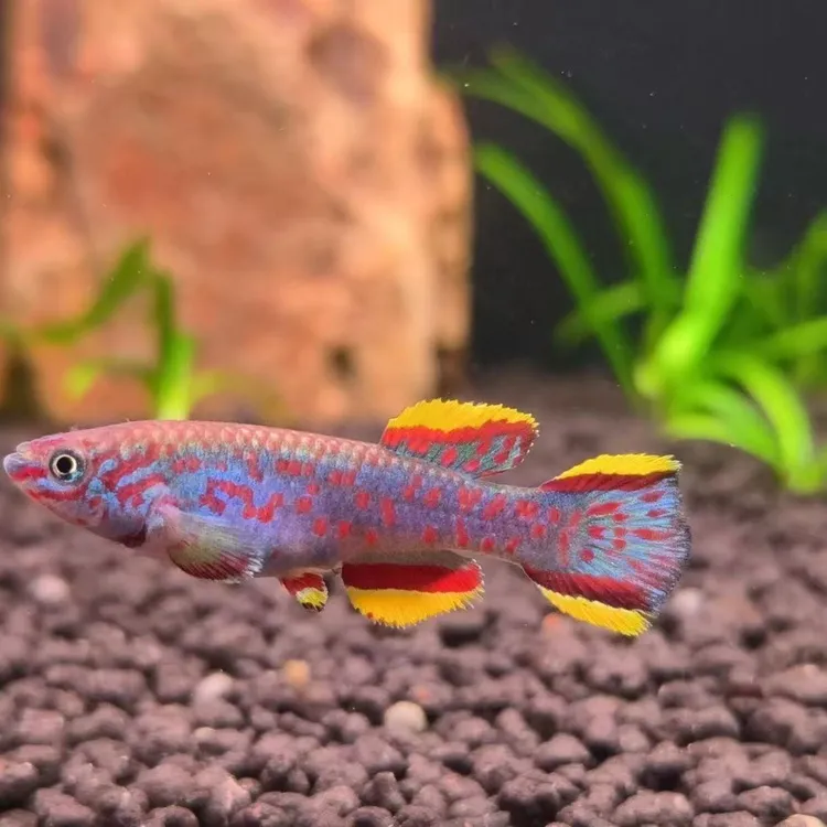蓝彩鳉彩王鳉魔法鱼热带鱼七彩鱼彩虹五彩鱼彩色活体鱼