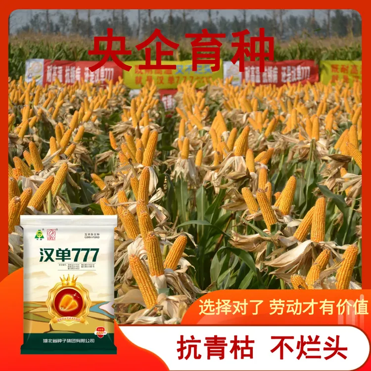 汉单777高产玉米种子抗穗腐抗青枯耐高温耐旱涝（限量精品）