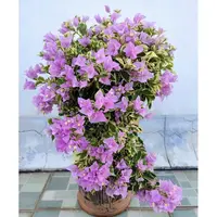 【花叶雪紫】三角梅好养活可爬藤可飘枝可垂吊不带花