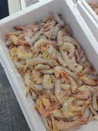 《中号去头铁皮虾 》做馅 海味足 5斤装 天津发货