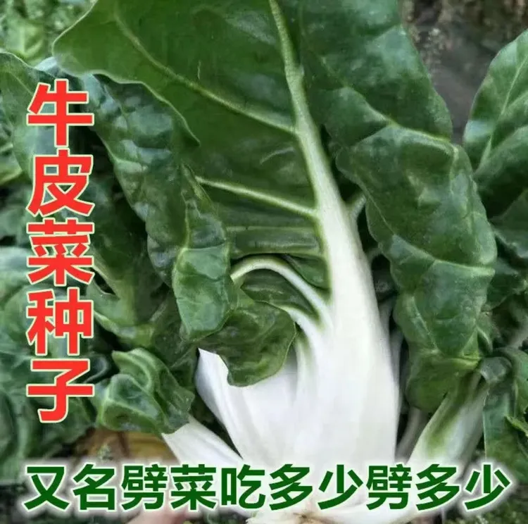 牛皮菜种子四季种植阳台庭院盆栽地载泡沫箱蔬菜种植