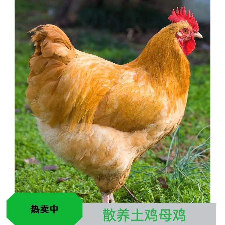 信阳浉河高山散养母鸡 顺丰京东包邮  散养300天以上