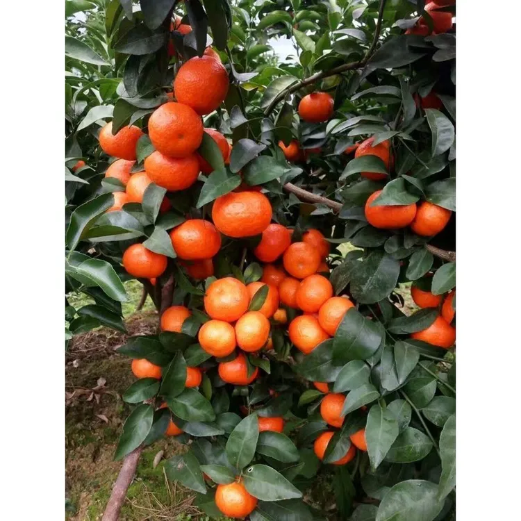 沙糖桔子树苗橘子苗四季金桔盆栽南方果树水果苗当年结果
