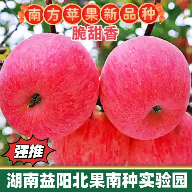 正宗南方苹果树苗（包存活一年湖南益阳嗨森农场发货)