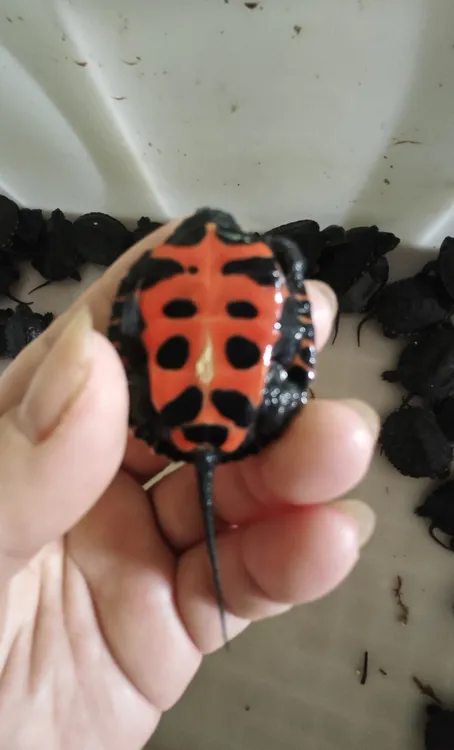 纯种黑颈龟苗招财观赏宠物龟活体