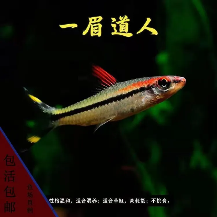 一眉道人鱼小型草缸精品红眉淡水一眉道人观赏鱼热带观赏小白云