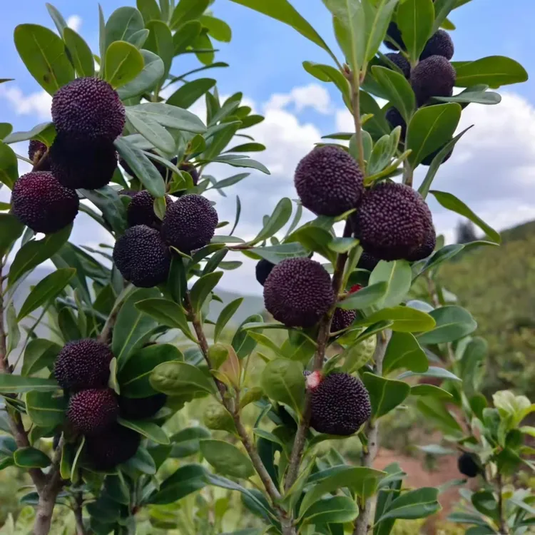 正宗嫁接东魁杨梅树树苗杨梅苗南北方种植地栽果树苗当年结果特大