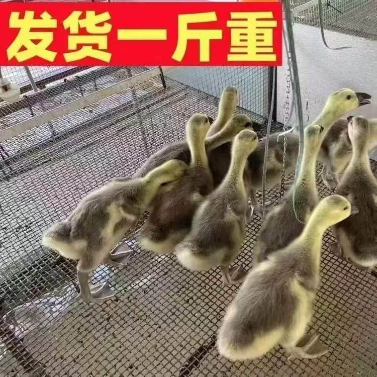 一斤狮头鹅无需保温直接散养灰鹅可做宠物鸭顺丰包邮小幼鹅狮头鹅