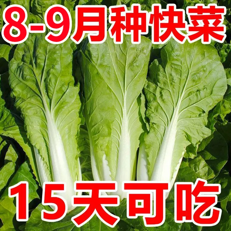 四季奶油快菜种子小白菜菜籽耐热速生快菜种孑阳台蔬菜籽种大全