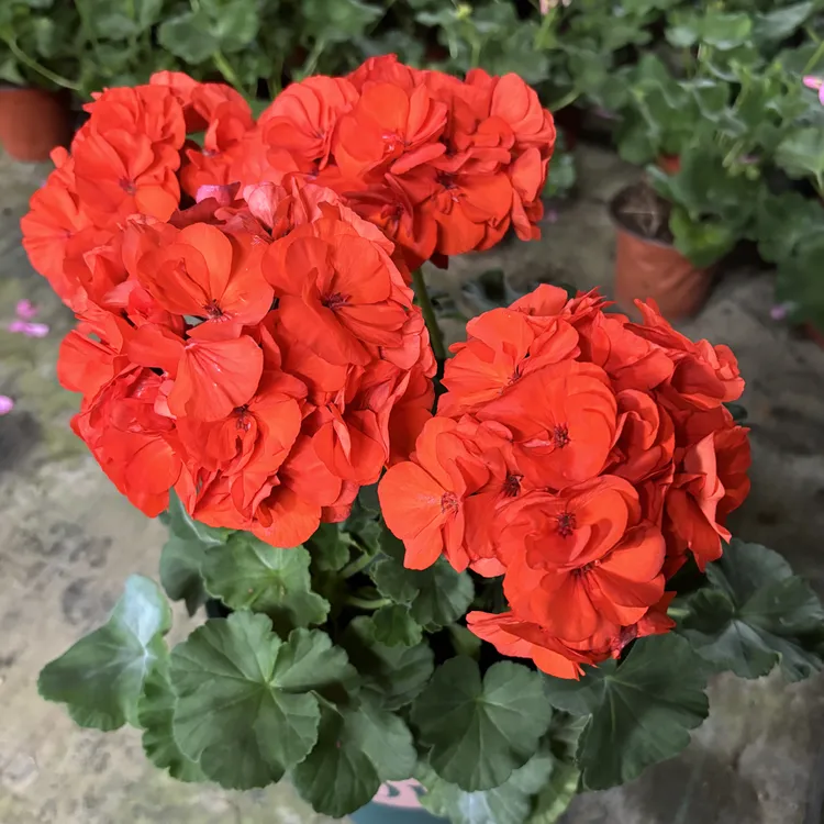 《橙色浪漫》带花苞天竺葵包对版橙红色