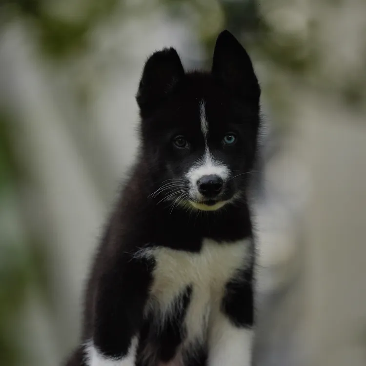 原始色哈士奇小狗狗狗狗幼犬田园犬双血统哈士奇疫苗齐全包邮到家