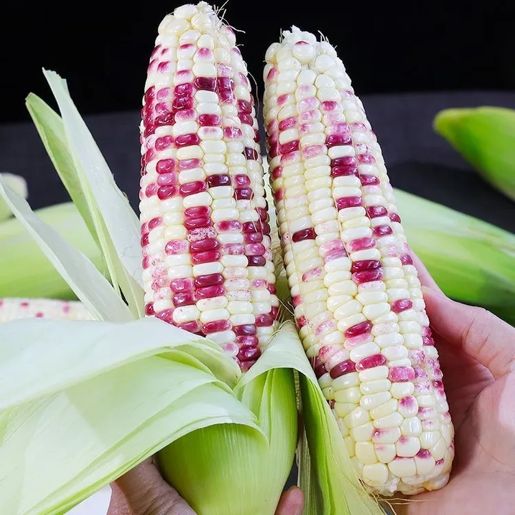 新鲜花糯玉米现摘清甜软糯带皮广西花糯玉米棒子苞谷代早餐包邮