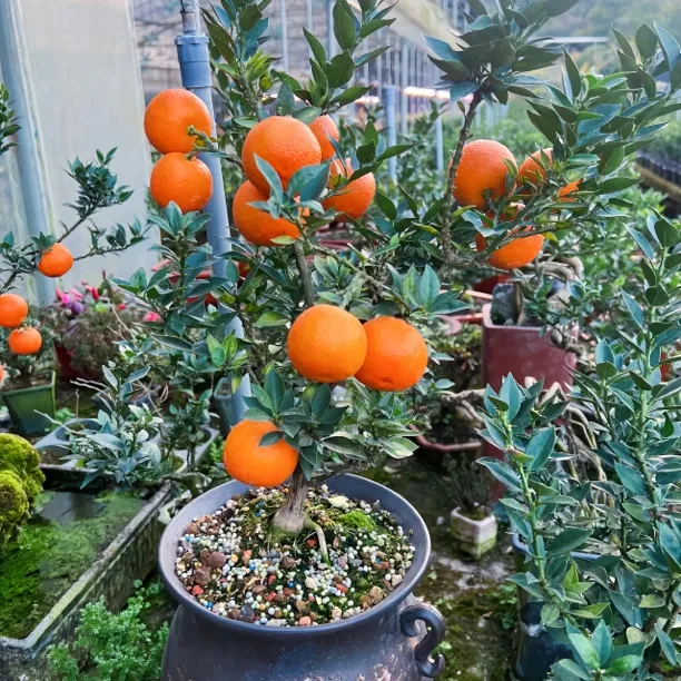 观赏食用日本八房柑无刺小盆栽播种原生苗绿植物名贵品种盆景造型