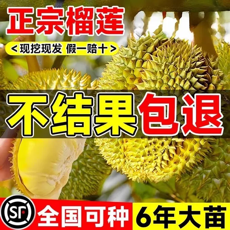 榴莲树果苗南北方种金枕榴莲正宗广西嫁接猫山王矮化盆栽水果树苗