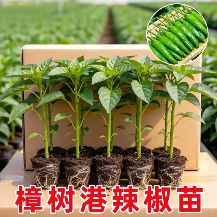 【樟树辣椒苗】春秋四季阳台盆栽菜园栽种蔬菜苗辣椒苗商品图