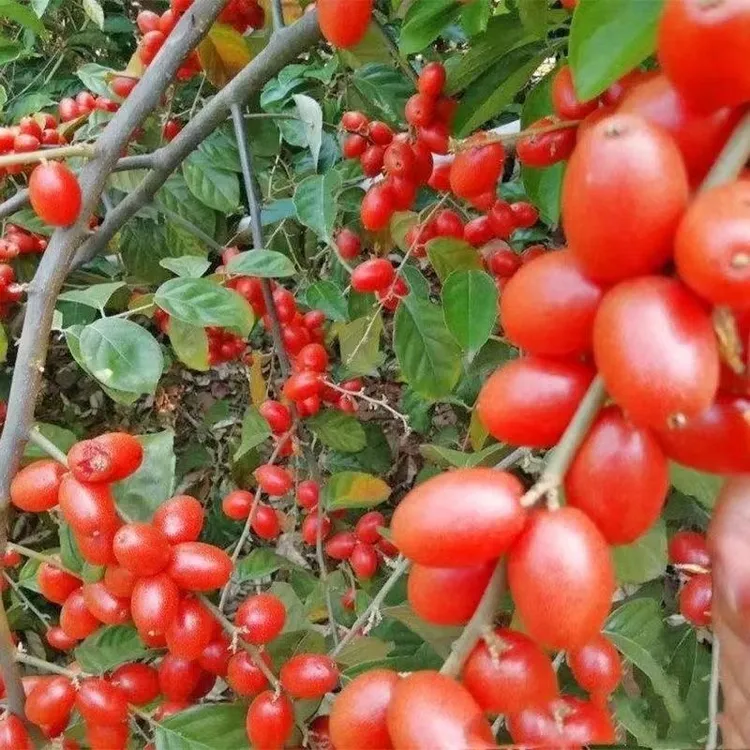 【四季播种】羊奶果种子阳台盆栽小院种植简单开花高产耐寒耐旱