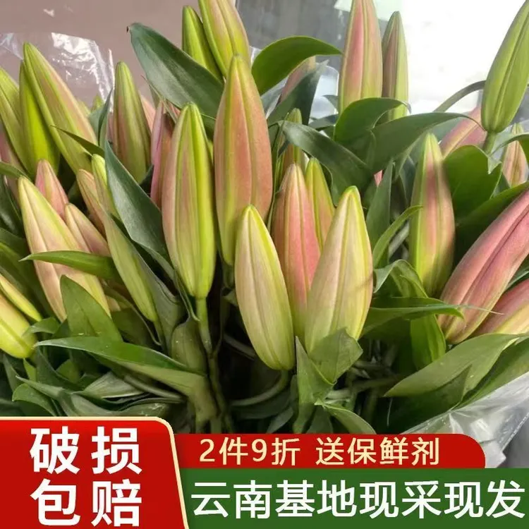 云南昆明基地直发香水百合花水养鲜花家用插花速递同城