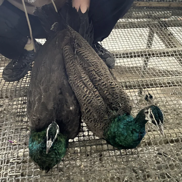 八个月苗观赏宠物 可选公母