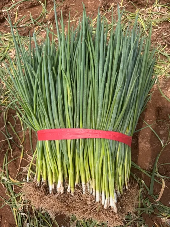 河南新鲜大葱苗现挖现发2/5斤包邮农家菜