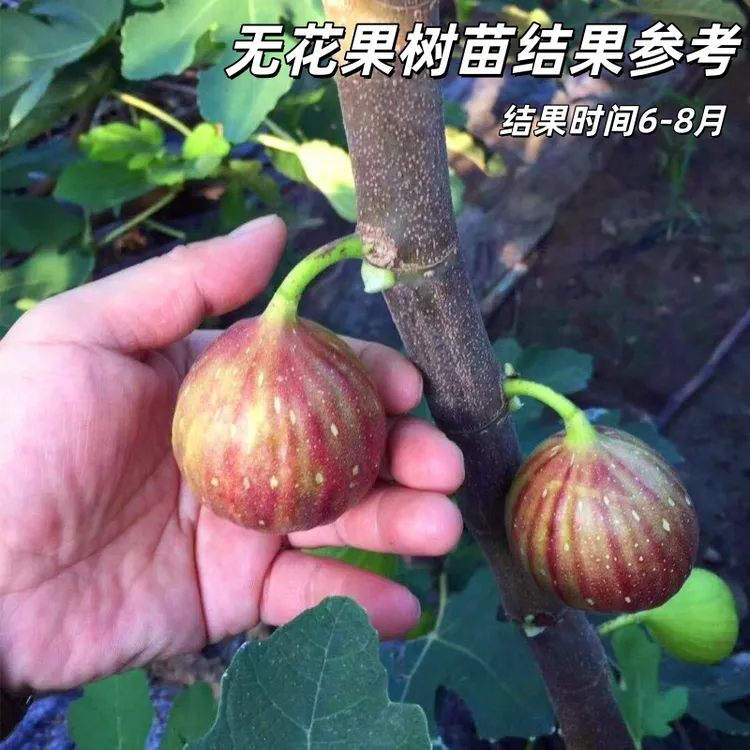 无花果树苗新品嫁接早熟苗南方北方种植盆栽地栽树苗无花果好成活
