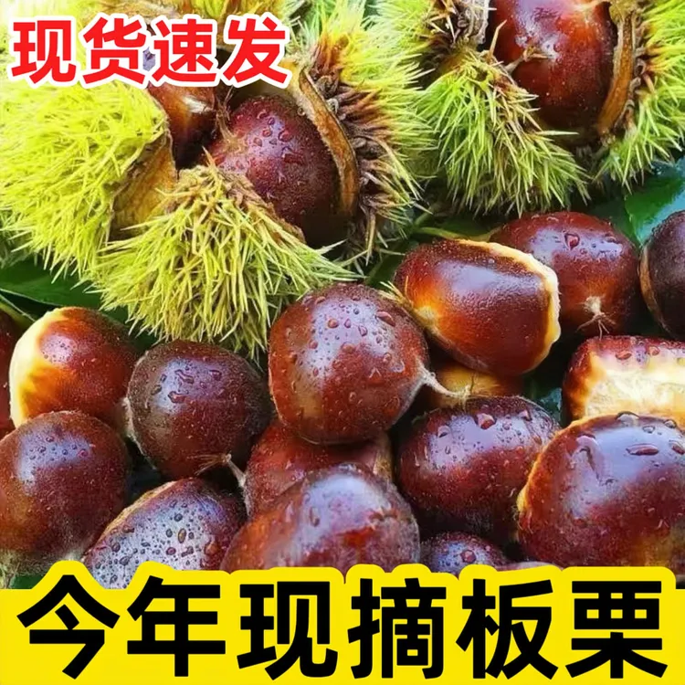 【买3斤送2斤】新鲜现摘高山板栗当季生栗子难剥皮整箱产地直发