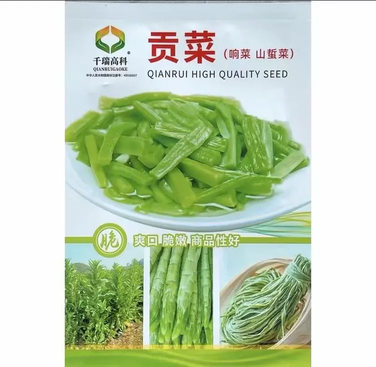 【贡菜种子】四季种植盆栽地栽阳台小院种植