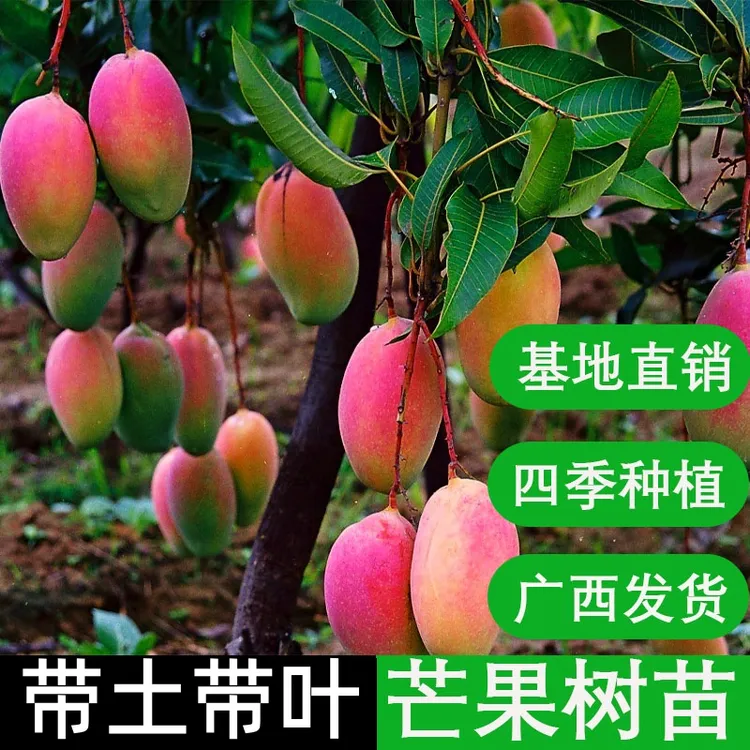 红贵妃芒果苗金煌桂七台农四季蜜芒嫁接果树苗南方四季庭院地栽