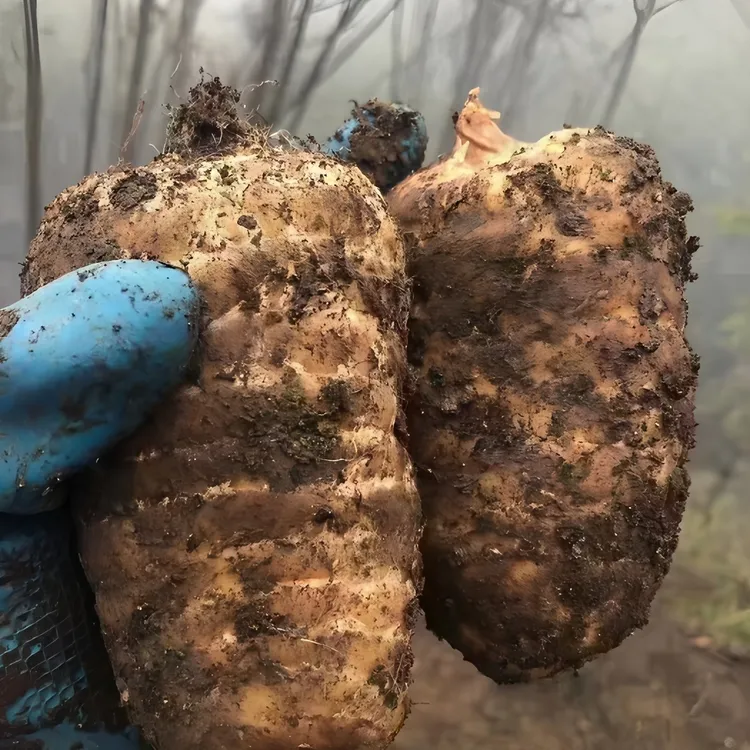 （5斤福利）云南昭通小草坝正宗新鲜乌天麻 原产地直发煲汤泡酒佳品