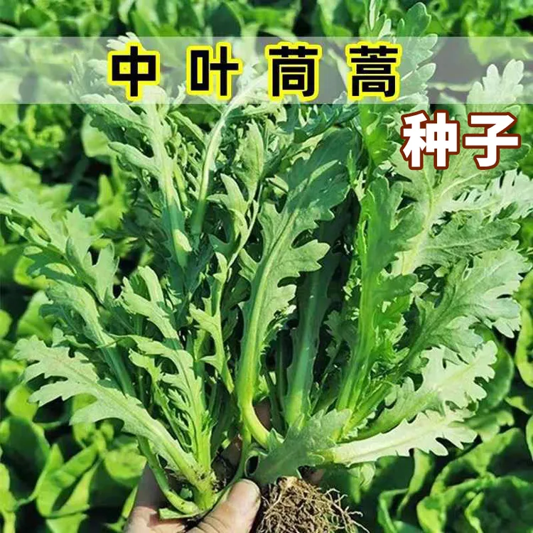 新款【中叶茼蒿种子】皇帝菜茼蒿四季阳台抗寒热青菜蔬菜种