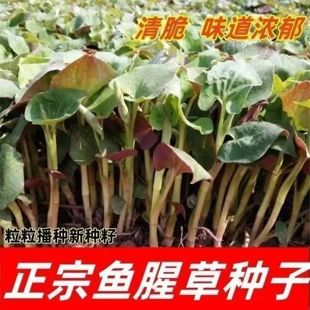 鱼腥草种子折耳根种籽家庭阳台小院种植盆栽地栽肥料单质磷肥商品图