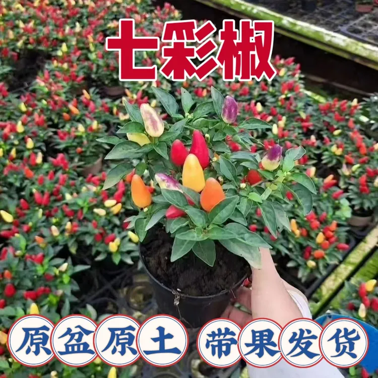 多色七彩椒辣椒盆栽树苗带花果看樱桃新鲜多色朝天椒阳台花卉绿植