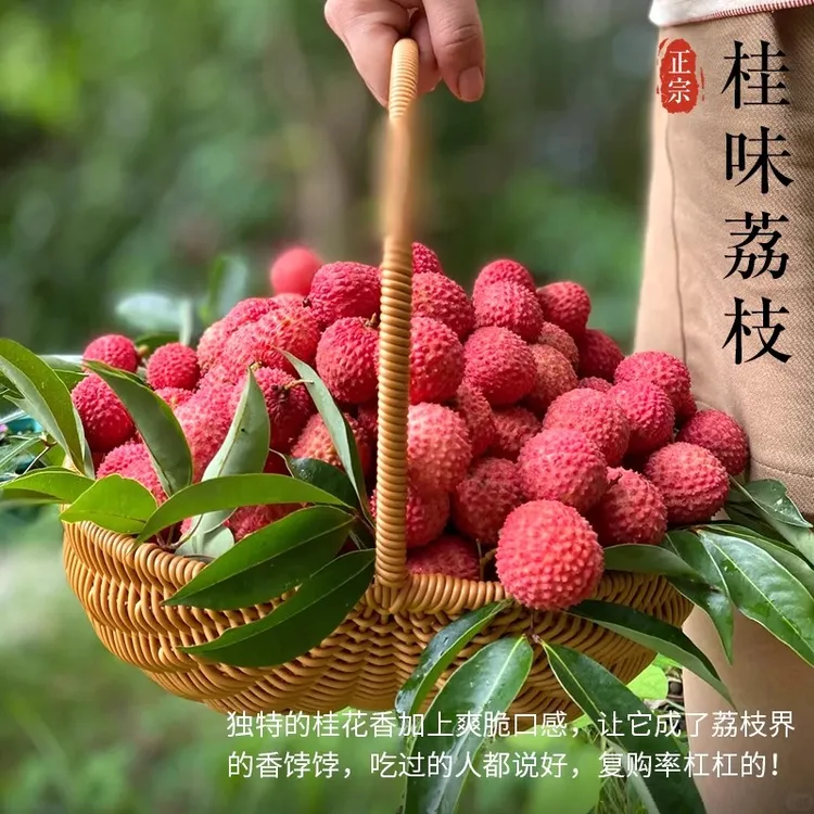 【顺丰京东】广东茂名桂味荔枝当季新鲜头茬水果带箱3-5斤多仓发货